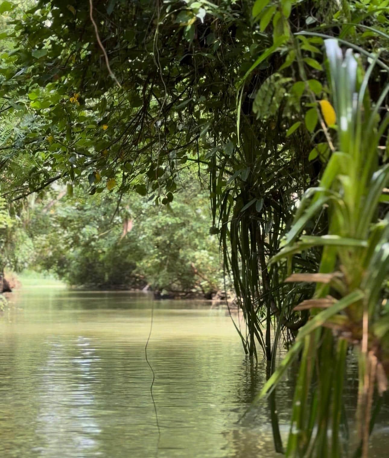 Poovar backwater boat ride in Kerala — boat gliding through the Neyyar river estuary toward the Arabian Sea