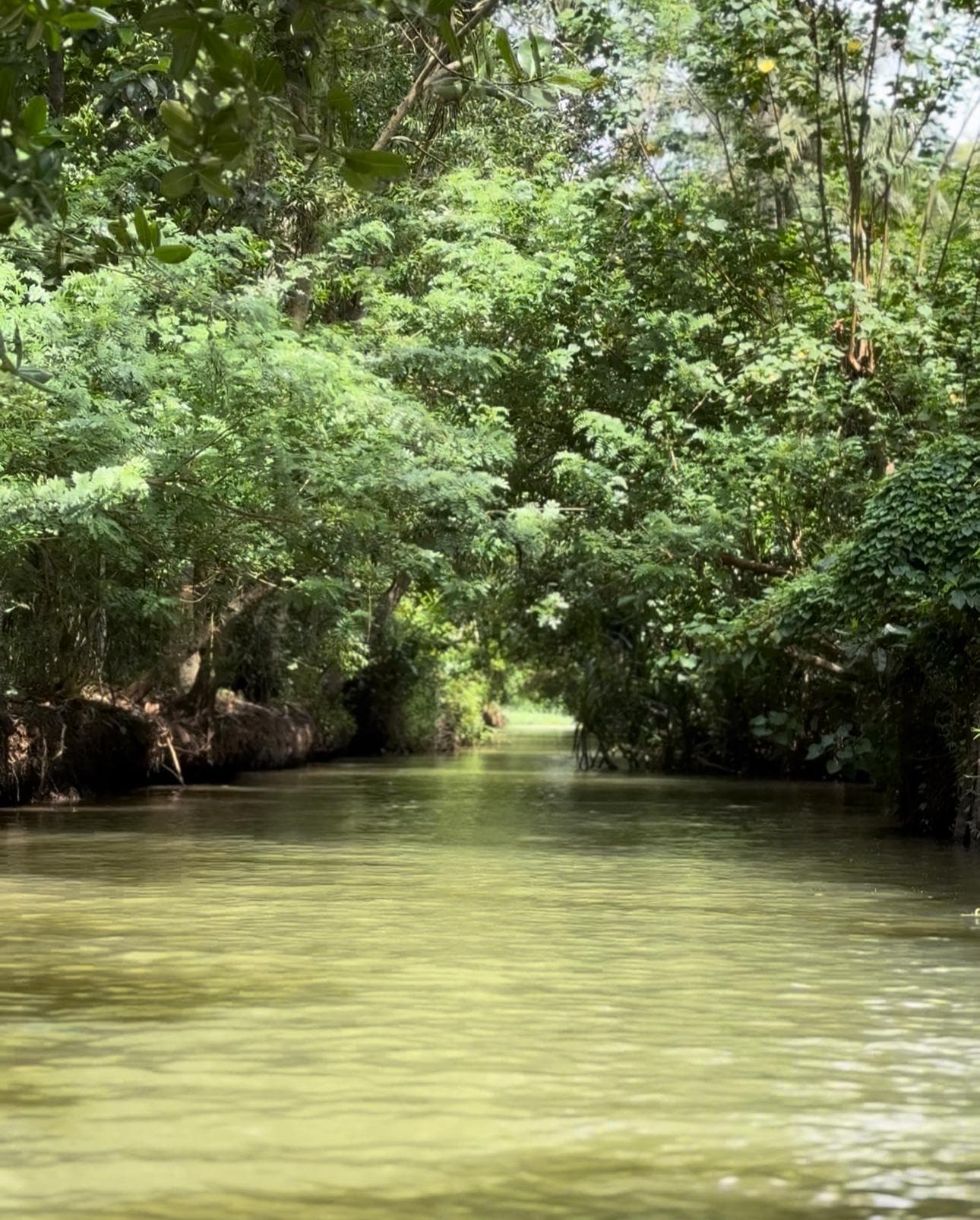 Poovar mangrove channel — boat gliding through a narrow, canopy-covered waterway with mangrove roots at arm's length on both sides