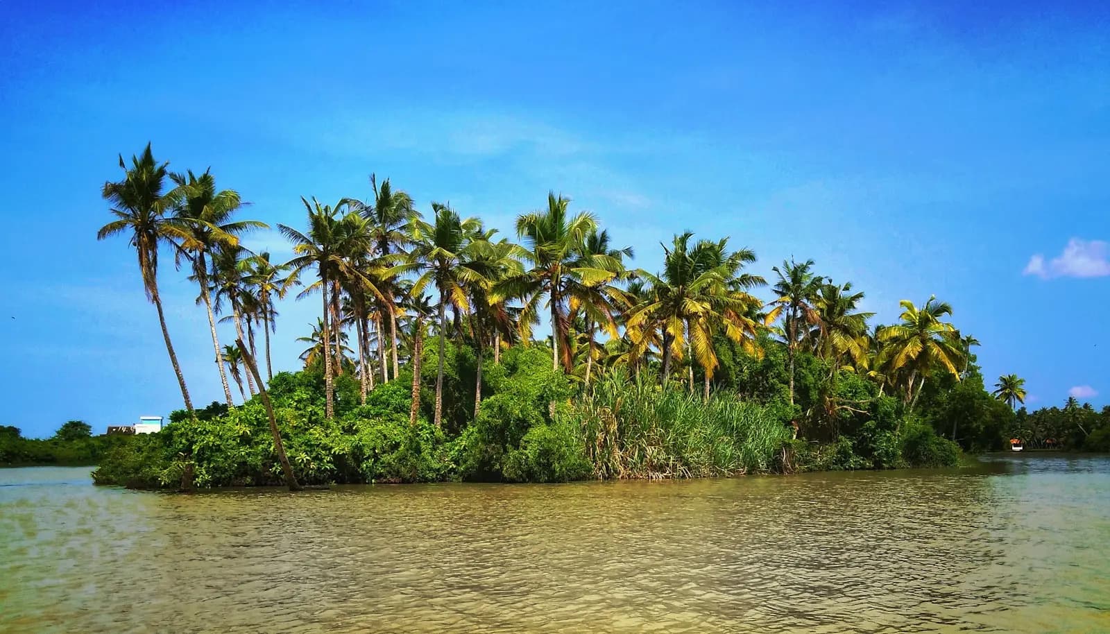 Coconut palms on a small islet inside the Poovar backwater estuary