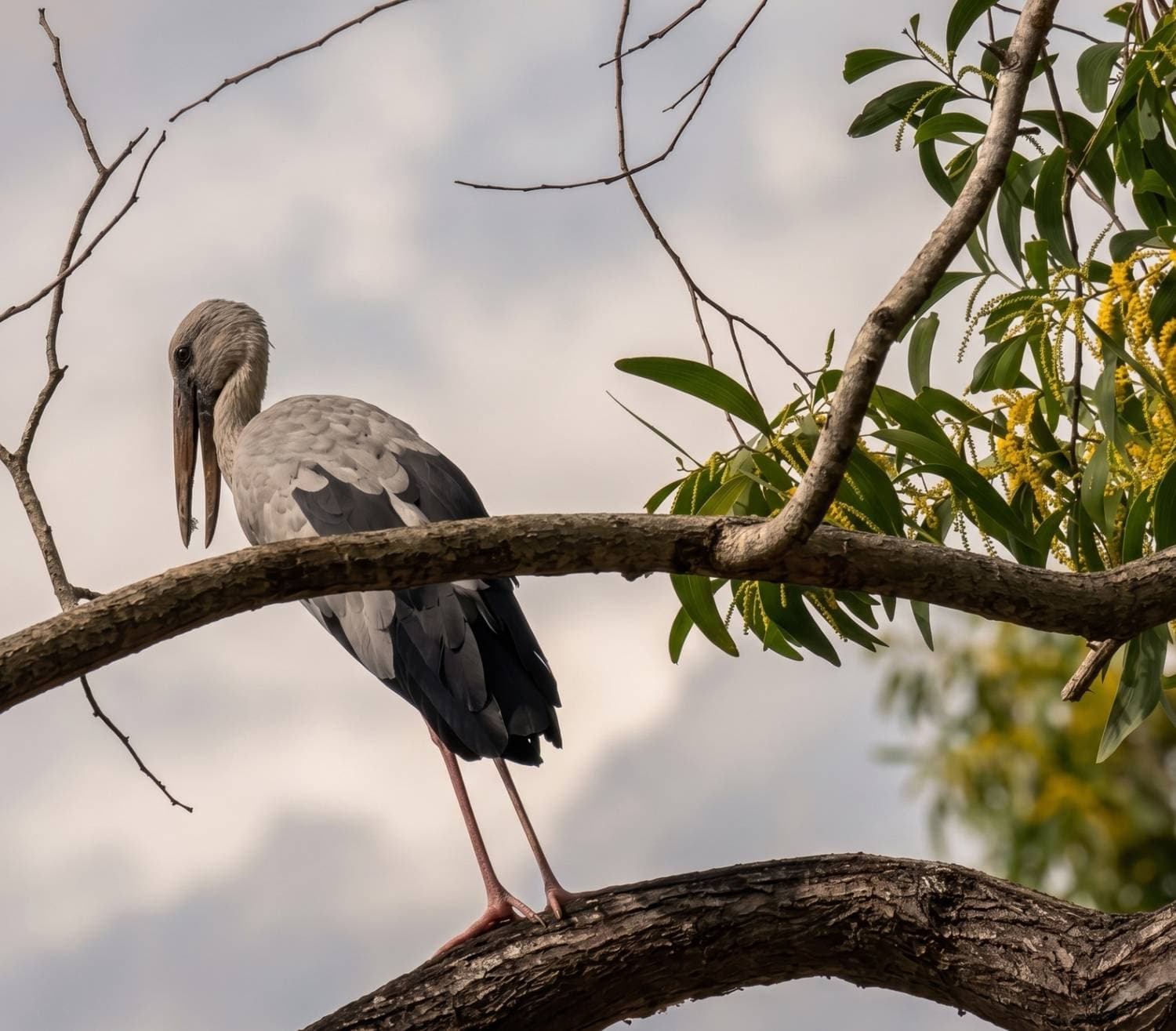 Migratory bird at the Poovar backwater estuary during the winter migration season — perched among mangrove roots at the waterline