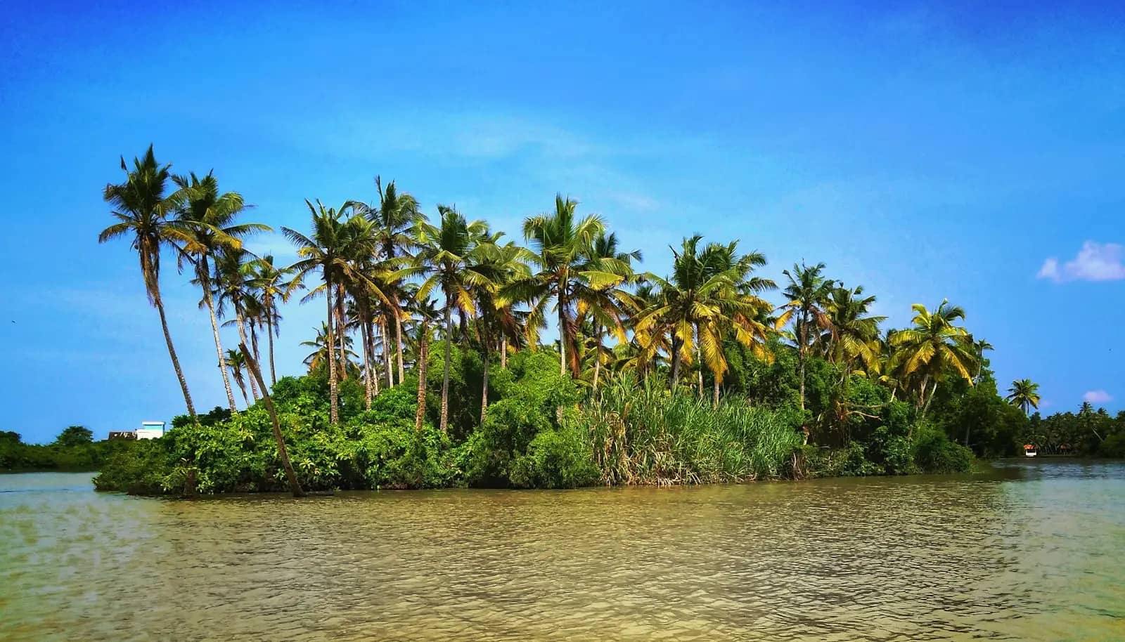 Coconut palms on a small islet inside the Poovar backwater estuary
